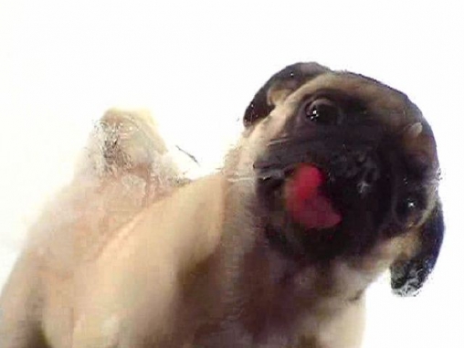 Screenshots of the Dog licker for Android tablet, phone.