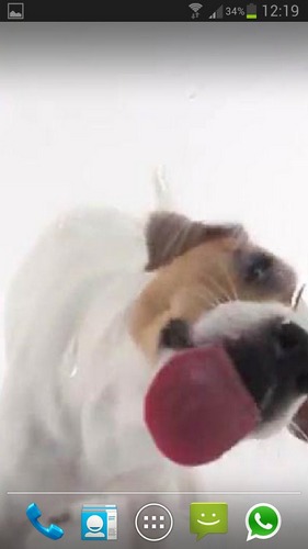 Скриншот Dog licks screen. Скачать живые обои на Андроид планшеты и телефоны.