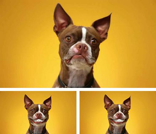 Télécharger le fond d'écran animé gratuit Sourire du chien . Obtenir la version complète app apk Android Dog smiles pour tablette et téléphone.