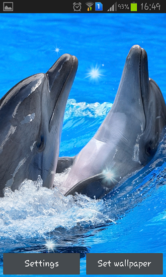 Dolphins