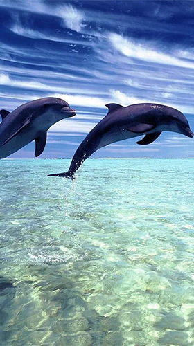 Dolphins by Pro Live Wallpapers - безкоштовно скачати живі шпалери на Андроїд телефон або планшет.