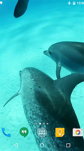 Dolphins HD by Cambreeve - безкоштовно скачати живі шпалери на Андроїд телефон або планшет.