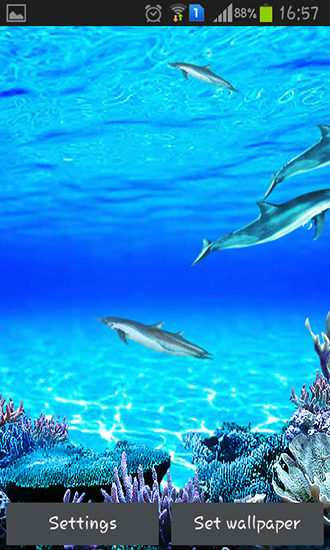 Dolphins sounds live wallpaper for Android. Dolphins sounds free download  for tablet and phone.