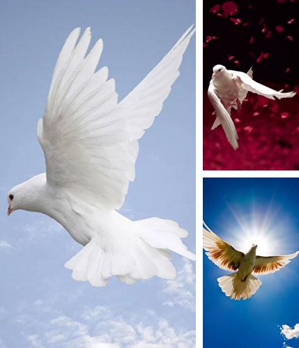 Download live wallpaper Dove for Android. Get full version of Android apk livewallpaper Dove for tablet and phone.