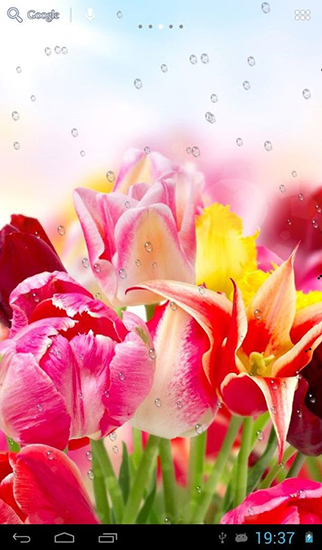 Screenshots of the Drops on tulips for Android tablet, phone.