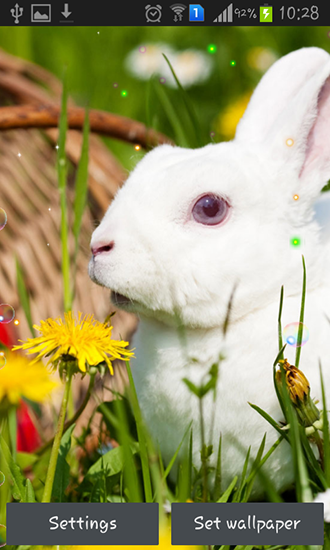 Easter bunnies 2015 - безкоштовно скачати живі шпалери на Андроїд телефон або планшет.