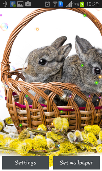 Fondos de pantalla animados a Easter bunnies 2015 para Android. Descarga gratuita fondos de pantalla animados Conejos de Pascuas 2015.