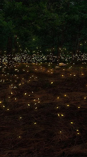 Fireflies 3D by Live Wallpaper HD 3D