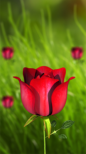 Download livewallpaper Flower 360 3D for Android. Get full version of Android apk livewallpaper Flower 360 3D for tablet and phone.