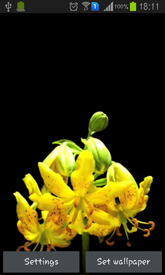 Flower bud - бесплатно скачать живые обои на Андроид телефон или планшет.