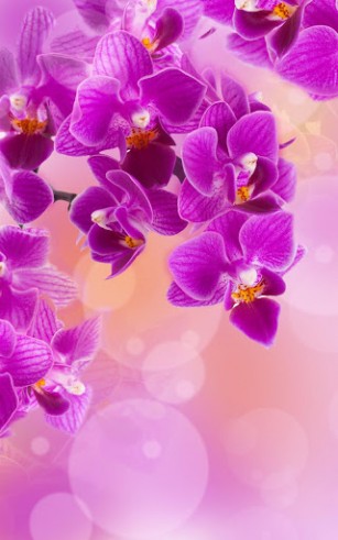 Flowers für Android spielen. Live Wallpaper Blumen kostenloser Download.