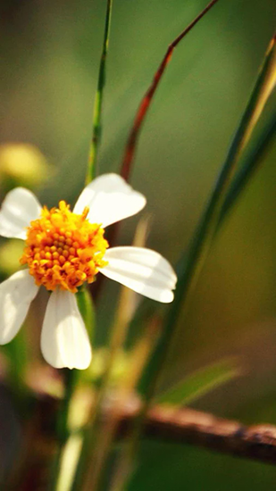 Flowers are blooming HD - скачати безкоштовно живі шпалери для Андроїд на робочий стіл.