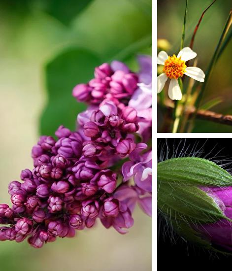 Zusätzlich zum Live Wallpaper Sommerblumen für Android Mobiltelefone und Tablets, können Sie auch Flowers are blooming HD, Blühende Blumen HD kostenlos herunterladen.