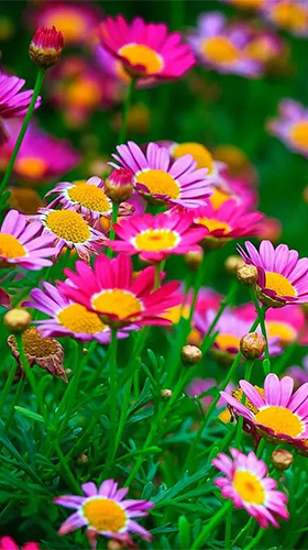 Flowers by OOMGLIVE - бесплатно скачать живые обои на Андроид телефон или планшет.