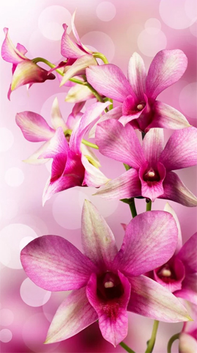 Screenshots von Flowers by Ultimate Live Wallpapers PRO für Android-Tablet, Smartphone.