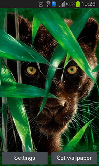 Forest panther