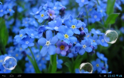Download livewallpaper Forget-me-not for Android. Get full version of Android apk livewallpaper Forget-me-not for tablet and phone.