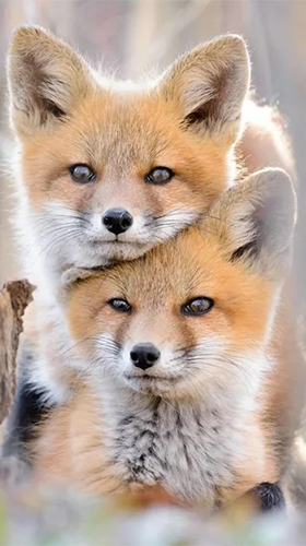 Як виглядають живі шпалери Fox.