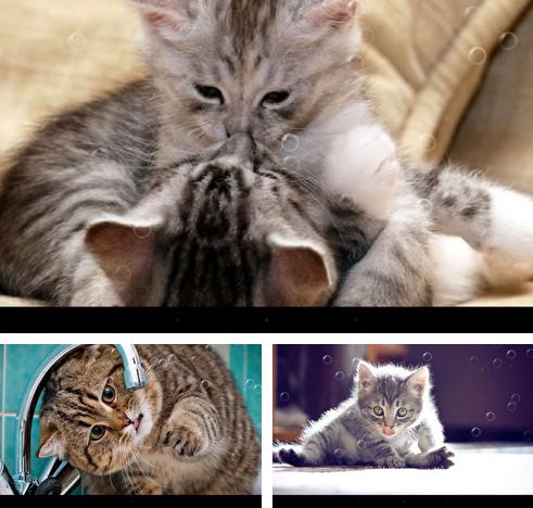 Baixe o papeis de parede animados Funny cats para Android gratuitamente. Obtenha a versao completa do aplicativo apk para Android Funny cats para tablet e celular.
