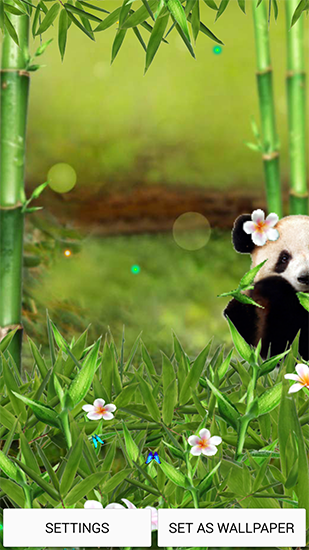 Kostenloses Android-Live Wallpaper Lustiger Panda. Vollversion der Android-apk-App Funny panda für Tablets und Telefone.