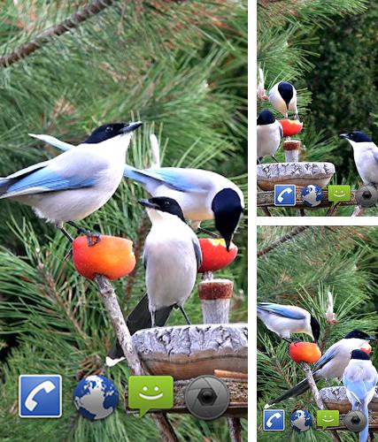 Garden birds - бесплатно скачать живые обои на Андроид телефон или планшет.