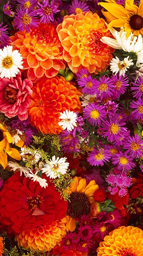 Garden flowers für Android spielen. Live Wallpaper Gartenblumen kostenloser Download.