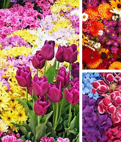 Télécharger le fond d'écran animé gratuit Fleurs de jardin . Obtenir la version complète app apk Android Garden flowers pour tablette et téléphone.