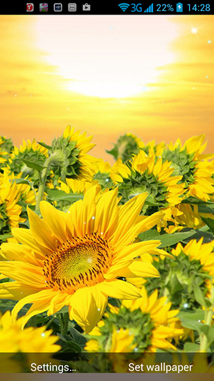 Golden sunflower für Android spielen. Live Wallpaper Goldene Sonnenblume kostenloser Download.