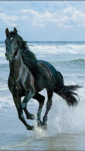 Download Horse - livewallpaper for Android. Horse apk - free download.