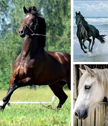 Download live wallpaper Horse for Android. Get full version of Android apk livewallpaper Horse for tablet and phone.