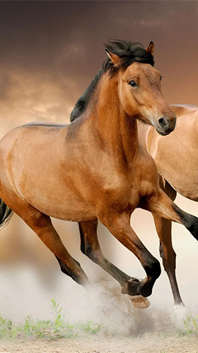 Horse by Happy live wallpapers - бесплатно скачать живые обои на Андроид телефон или планшет.