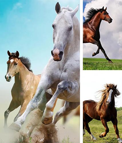 Download live wallpaper Horse by Happy live wallpapers for Android. Get full version of Android apk livewallpaper Horse by Happy live wallpapers for tablet and phone.