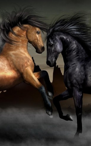 Horses Fur Android Kostenlos Herunterladen Live Wallpaper Pferde Fur Android