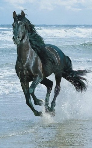 Download Horses - livewallpaper for Android. Horses apk - free download.