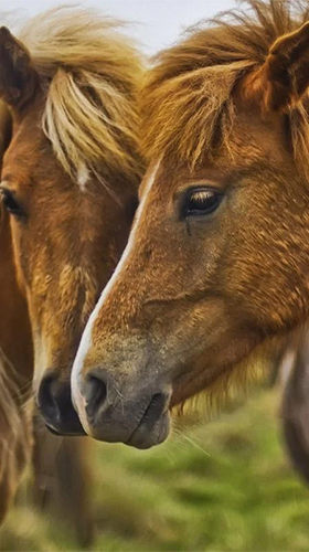 Papeis de parede animados Cavalos para Android. Papeis de parede animados Horses by Pro Live Wallpapers para download gratuito.