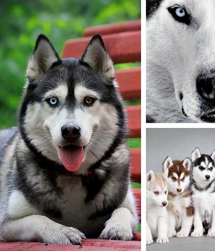 Download live wallpaper Husky for Android. Get full version of Android apk livewallpaper Husky for tablet and phone.