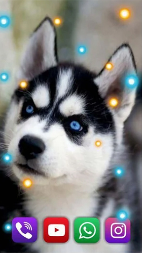 Download Husky by SweetMood - livewallpaper for Android. Husky by SweetMood apk - free download.