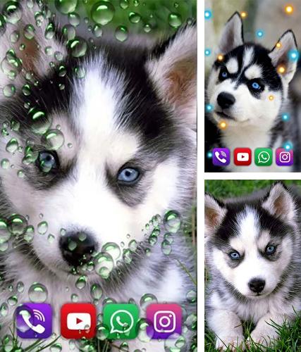 Kostenloses Android-Live Wallpaper Husky. Vollversion der Android-apk-App Husky by SweetMood für Tablets und Telefone.