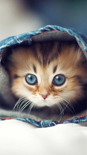 Download Kittens by Ultimate Live Wallpapers PRO - livewallpaper for Android. Kittens by Ultimate Live Wallpapers PRO apk - free download.