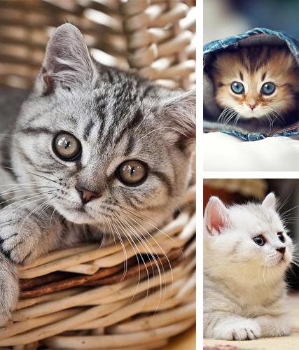 除了用于安卓手机和平板电脑的动态壁纸，您还可以免费下载Kittens by Ultimate Live Wallpapers PRO，。