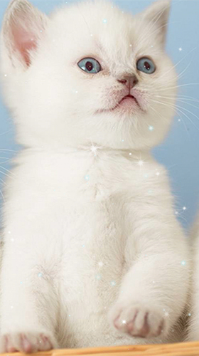 Kittens by Wallpaper qHD für Android spielen. Live Wallpaper Kätzchen kostenloser Download.