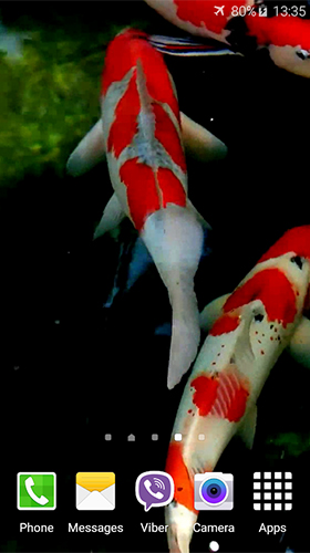 Koi by Jacal Video Live Wallpapers