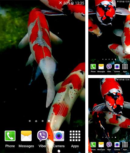 Download live wallpaper Koi by Jacal Video Live Wallpapers for Android. Get full version of Android apk livewallpaper Koi by Jacal Video Live Wallpapers for tablet and phone.