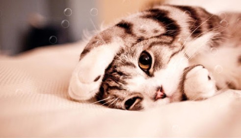 Download Lazy cat - livewallpaper for Android. Lazy cat apk - free download.