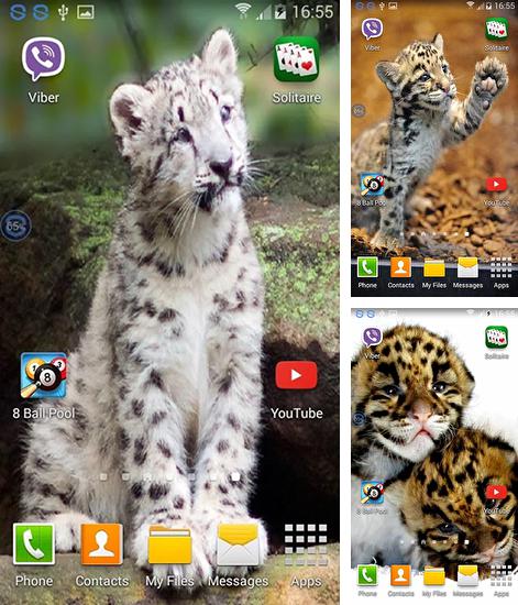 Alem do papel de parede animado Carros futuristas para telefones e tablets Android, voce tambem pode baixar Leopardos: Agite e troque, Leopards: shake and change gratuitamente.