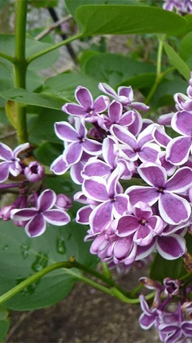 Screenshots of the Lilac by Best live wallpaper for Android tablet, phone.