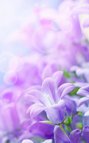 Lilac flowers - бесплатно скачать живые обои на Андроид телефон или планшет.
