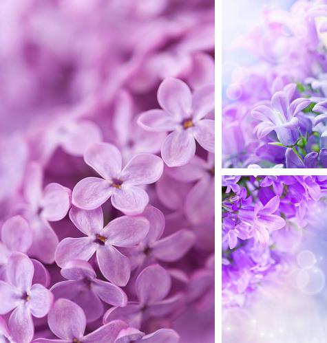 Lilac flowers - бесплатно скачать живые обои на Андроид телефон или планшет.