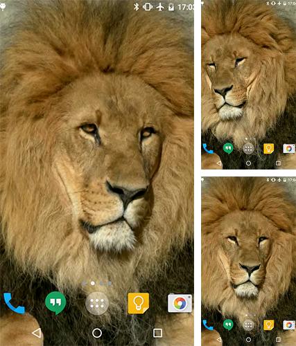 Kostenloses Android-Live Wallpaper Löwe. Vollversion der Android-apk-App Lion by Cambreeve für Tablets und Telefone.