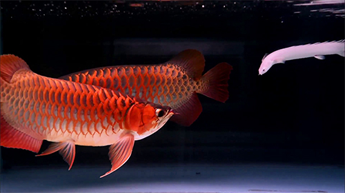 red arowana wallpaper